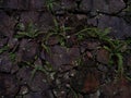 TheÃÂ maidenhair spleenwort (Asplenium trichomanes) fern on the stone